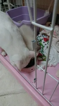 原田夏陽 様のお迎えした子猫