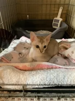 coo 様のお迎えした子猫