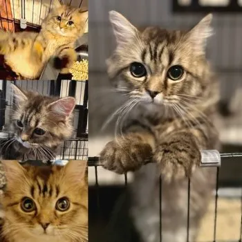 kazu 様のお迎えした子猫