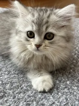 K.T 様のお迎えした子猫