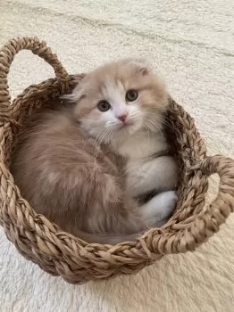 フワリ 様のお迎えした子猫