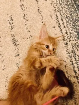 ミ 様のお迎えした子猫