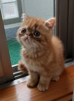 サブ 様のお迎えした子猫