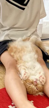 chienowa 様のお迎えした子猫