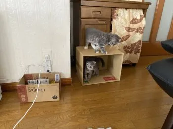 てん 様のお迎えした子猫