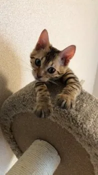 あお 様のお迎えした子猫