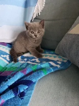 あさん 様のお迎えした子猫