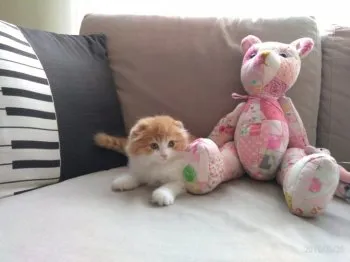 collon 様のお迎えした子猫