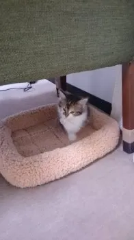 uni 様のお迎えした子猫