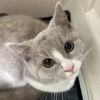 hug 様のお迎えした子猫