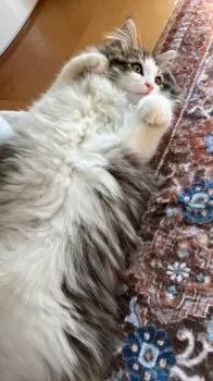 SR 様のお迎えした子猫