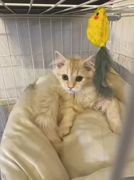 R.K 様のお迎えした子猫