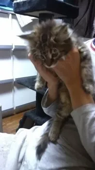 シッポ 様のお迎えした子猫