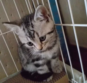 T.S 様のお迎えした子猫