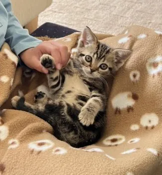 S.N 様のお迎えした子猫