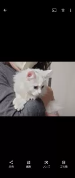 すずちゃん 様のお迎えした子猫
