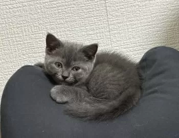 N.A 様のお迎えした子猫