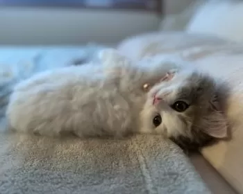 K.S 様のお迎えした子猫