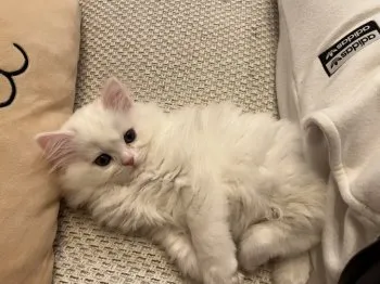 J J 様のお迎えした子猫