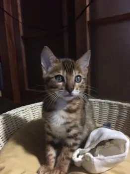 雅ママ 様のお迎えした子猫