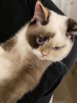 こだりん 様のお迎えした子猫