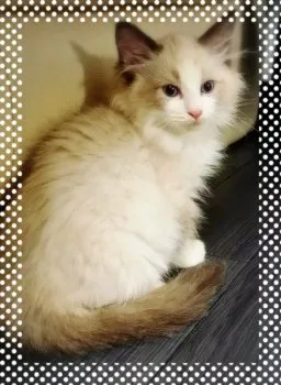 Sao☆ 様のお迎えした子猫