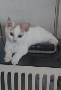 H&M 様のお迎えした子猫