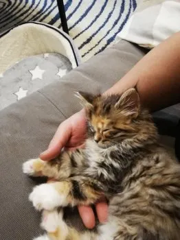 ふみひろ 様のお迎えした子猫