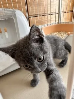 Ꭱ 様のお迎えした子猫