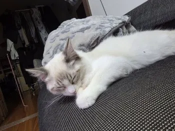 T.O 様のお迎えした子猫