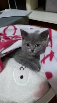 M.N 様のお迎えした子猫