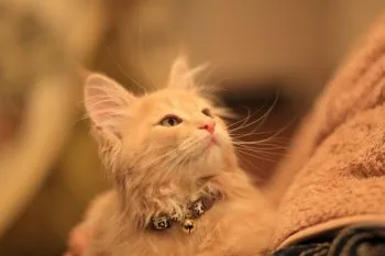 えべっさん 様のお迎えした子猫