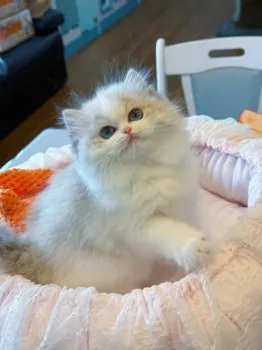 K.A 様のお迎えした子猫