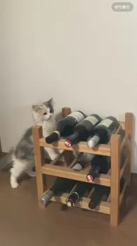 K.T 様のお迎えした子猫