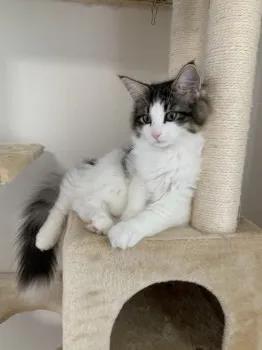 ユイ 様のお迎えした子猫