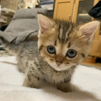 M 様のお迎えした子猫