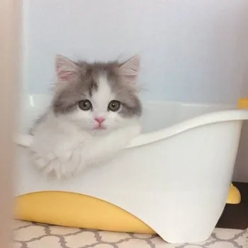 apricot 様のお迎えした子猫