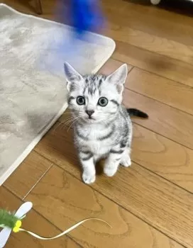 Y.O 様のお迎えした子猫