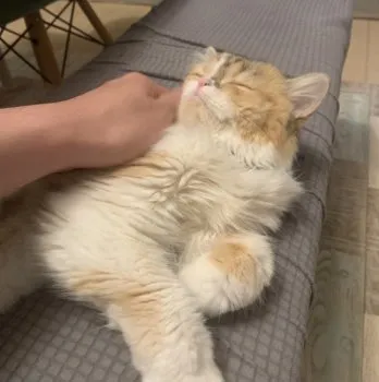 T.T 様のお迎えした子猫