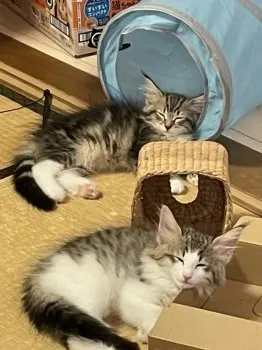Y.O 様のお迎えした子猫