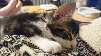 レオンパパ 様のお迎えした子猫