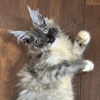 Y.M 様のお迎えした子猫