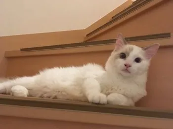 なっちゃん 様のお迎えした子猫