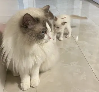 Noël 様のお迎えした子猫