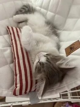 M.N 様のお迎えした子猫