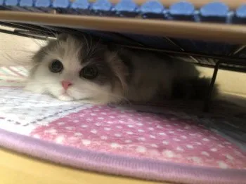 やま 様のお迎えした子猫