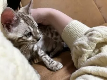 シルフ 様のお迎えした子猫