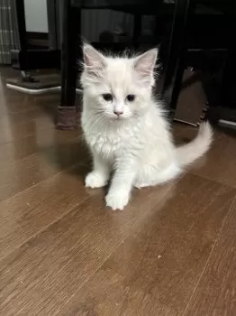 T.S 様のお迎えした子猫