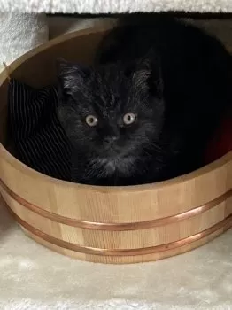 J.N 様のお迎えした子猫
