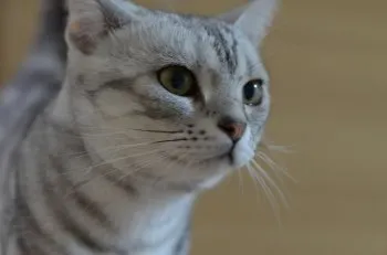 セナ 様のお迎えした子猫